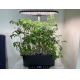 Immax NEO 07770L - Светодиодная комнатная лампа для растений с регулированием яркости NEO LITE LED/36W/24/230V Wi-Fi Tuya